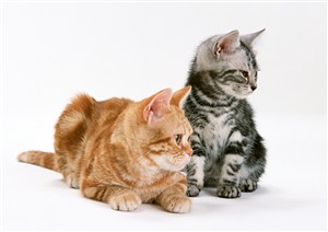 两只可爱的猫咪图片