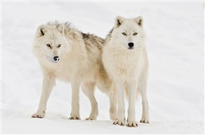 两头白色的狼图片