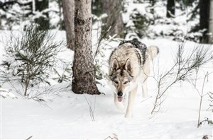 大雪天森林里的狼图片