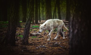 寻找猎物的狼图片