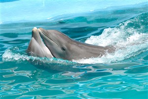 浮出水面海豚图片