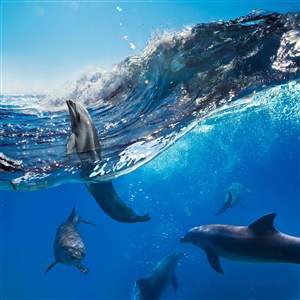多条聚会海豚图片
