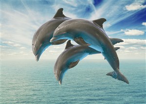 三条跳跃出海面的海豚图片