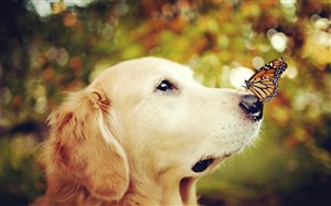 蝴蝶趴在狗狗鼻子上的可爱狗狗图片