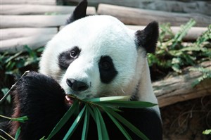 吃竹叶的大熊猫图片