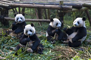 四头吃竹子的大熊猫图片