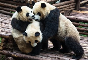 三头嬉闹的大熊猫图片