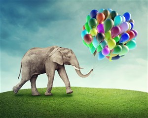 叼着气球的大象图片