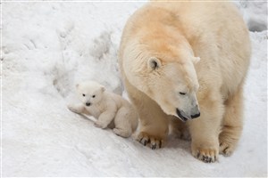 妈妈和宝宝北极熊图片