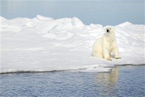 海边的北极熊图片