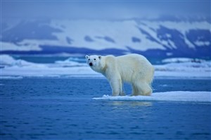 蓝色海洋上的北极熊图片