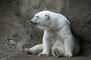 山洞里的北极熊图片
