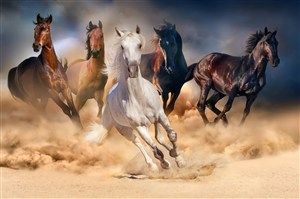 黄土地上一群奔跑中的骏马图片
