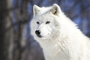白色可爱的狼图片