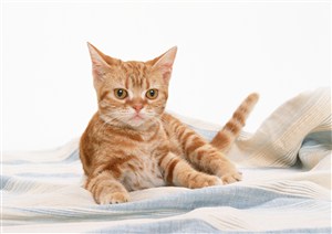 毯子上的可爱猫咪图片