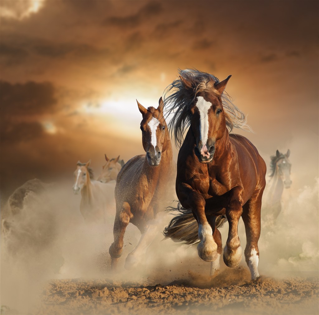 夕阳下沙漠里奔跑的骏马图片