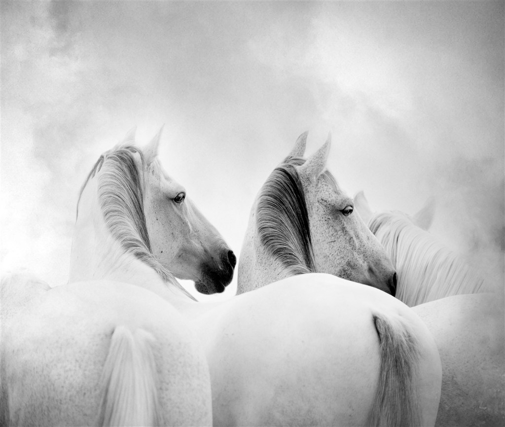 白色梦幻背景的骏马图片