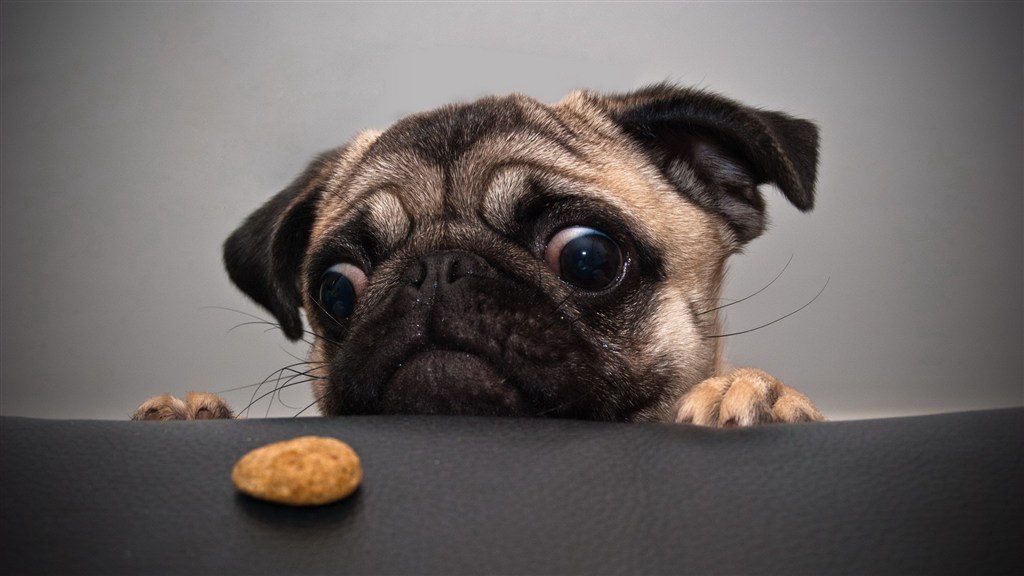 想吃饼干的狗狗图片