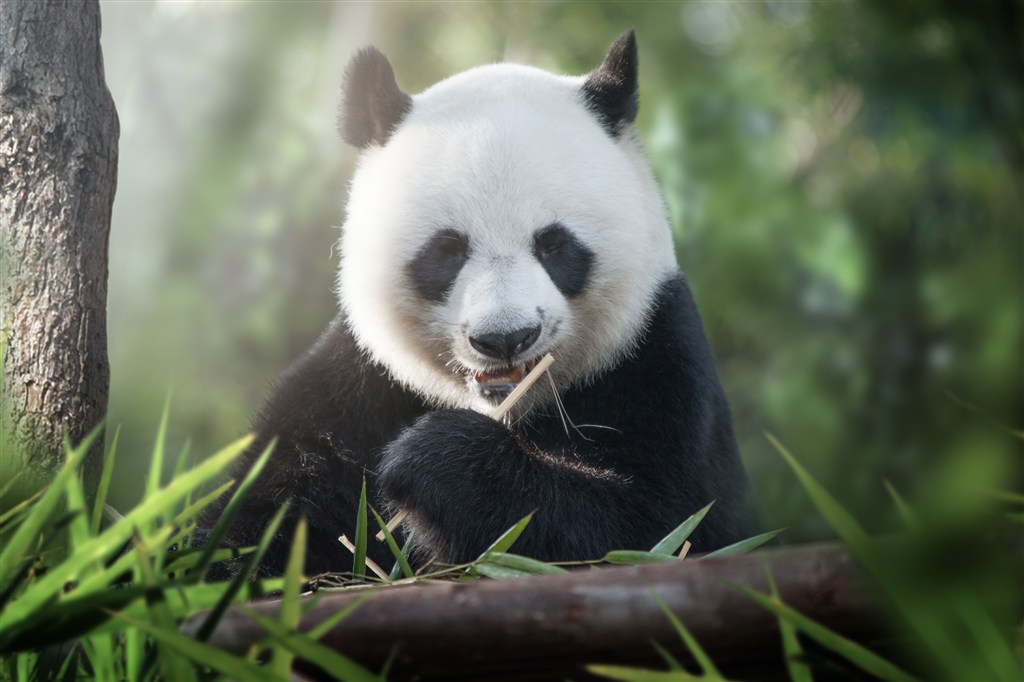 树干上吃东西的大熊猫图片