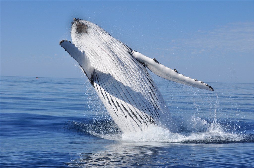 鲸鱼白色肚皮图片