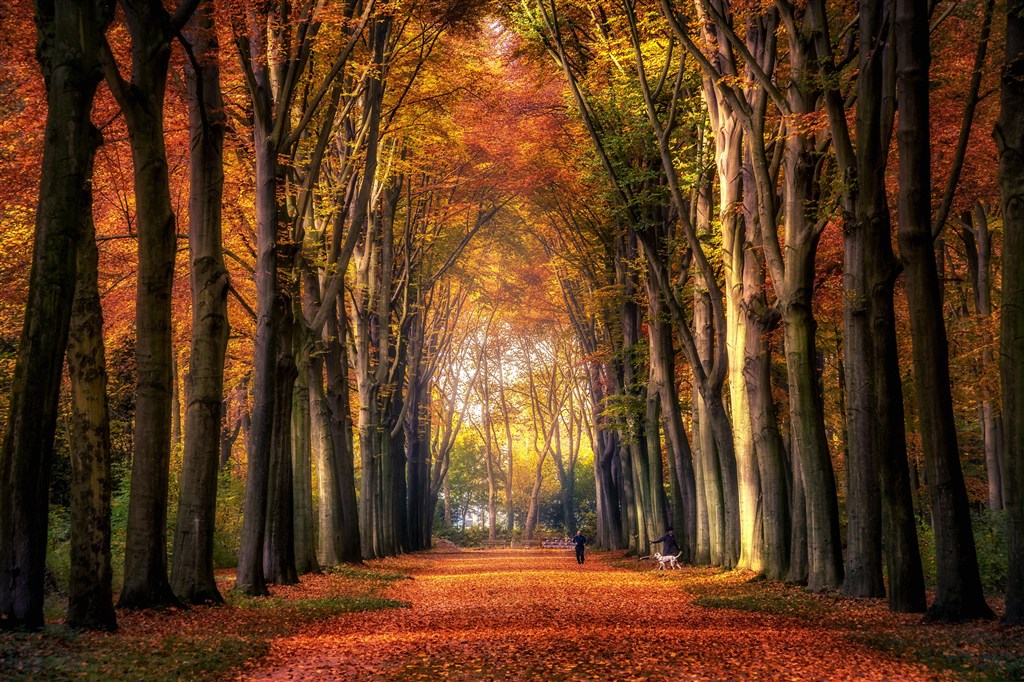唯美秋季树林风光图片