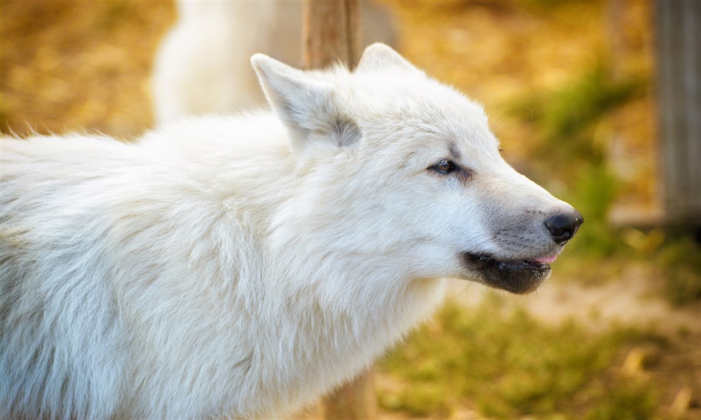 高清白色的狼图片