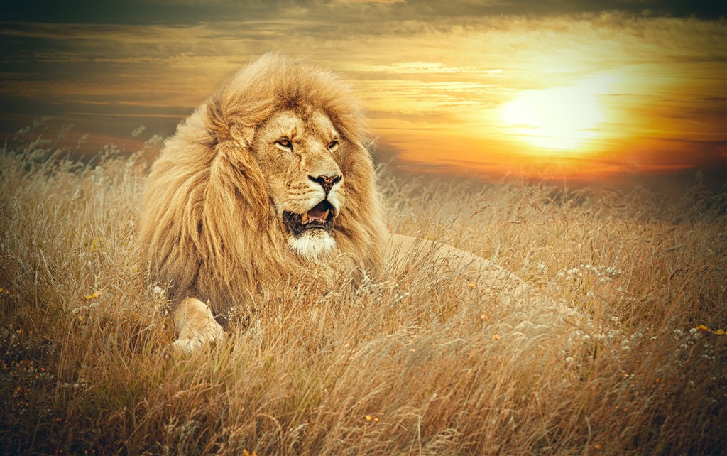 夕阳下的狮子图片