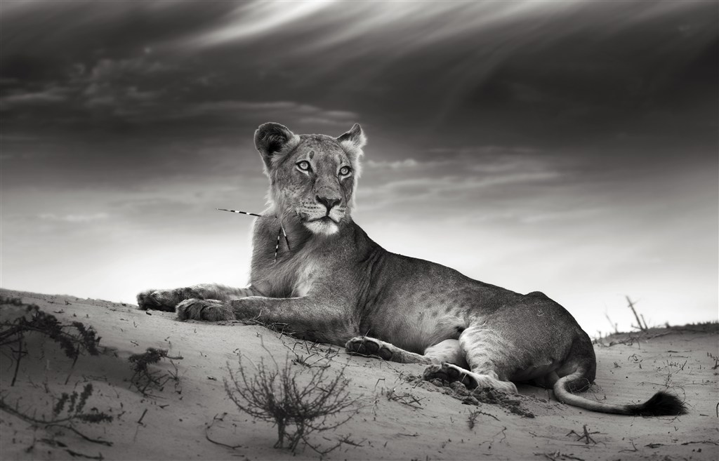 黑白照片的狮子图片