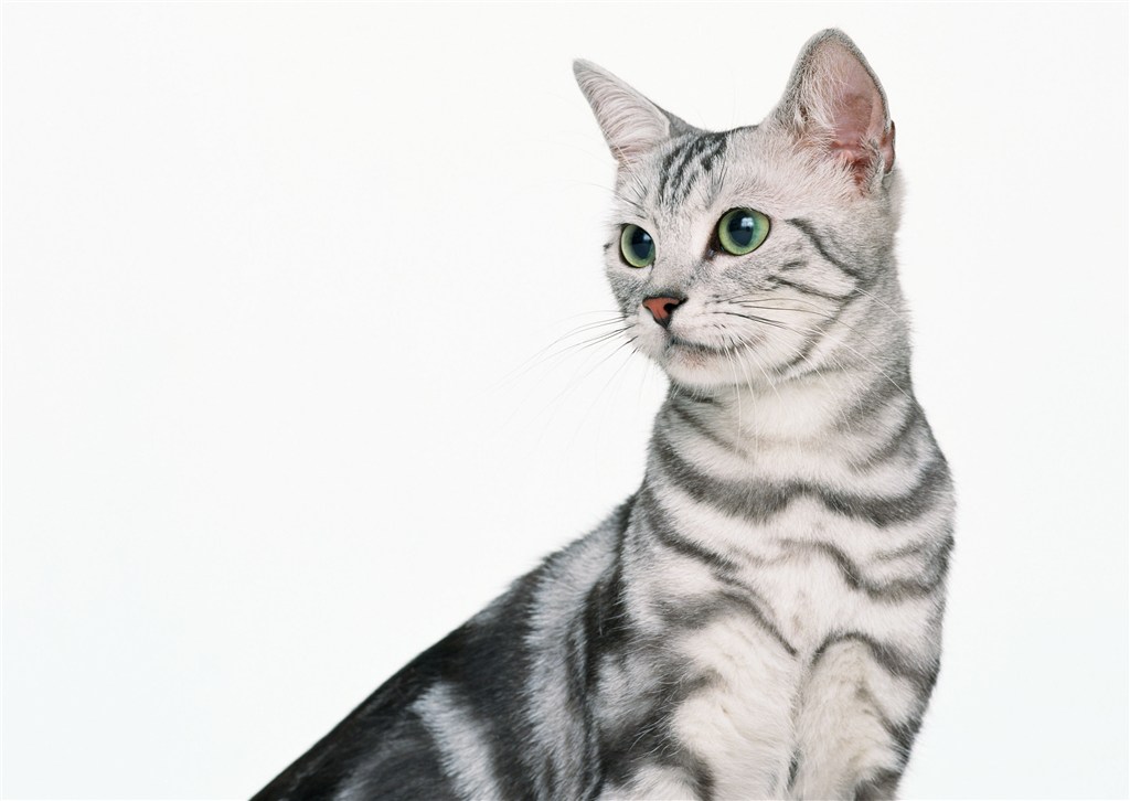黑白条纹可爱的猫咪图片