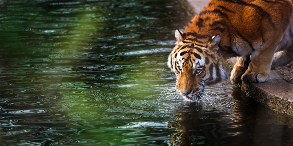 喝水的老虎图片