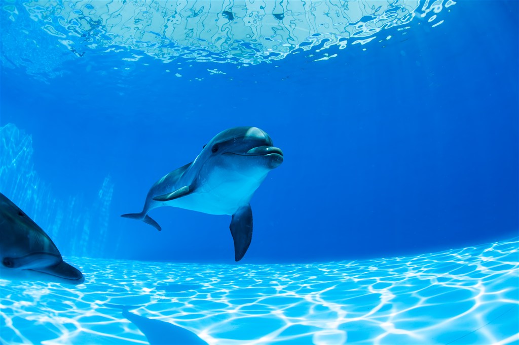 蓝色海洋下海豚图片