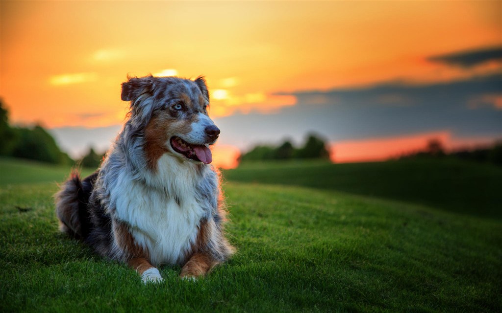 夕陽(yáng)下的狗狗圖片