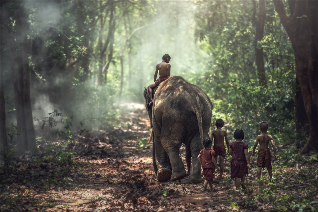 一群小孩与大象图片