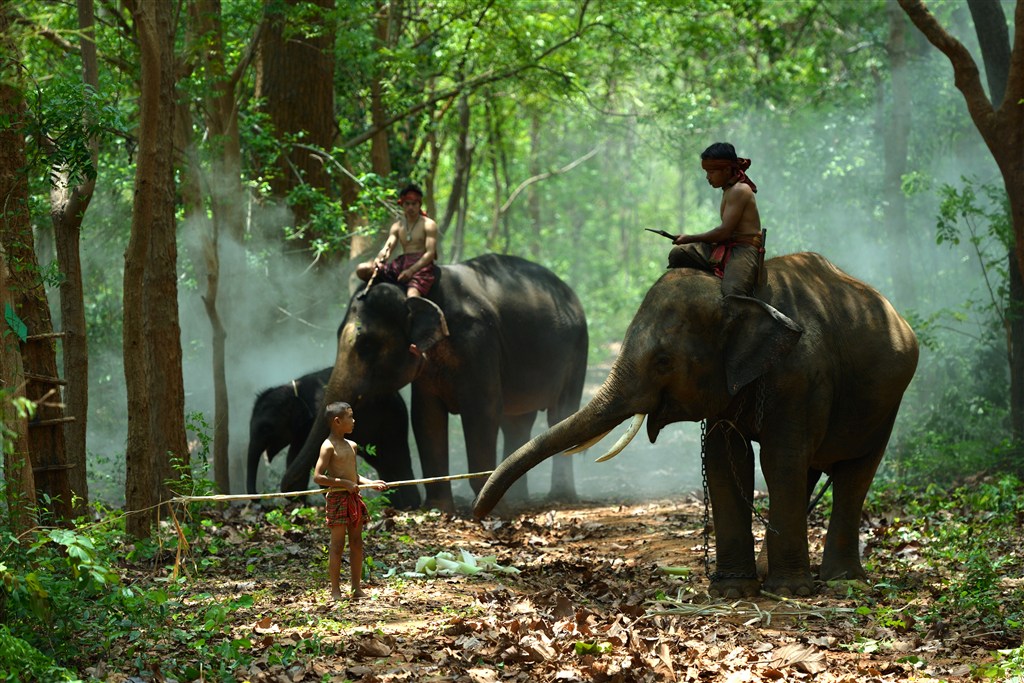 小孩骑在大象身上的高清图片