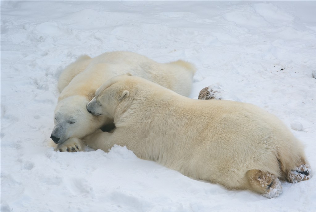 两头躺着的北极熊图片