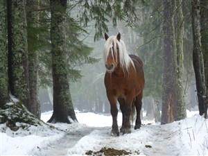 雪地树林中的骏马图片