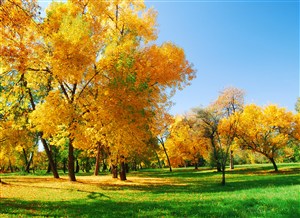 唯美秋天枫树林风景图片