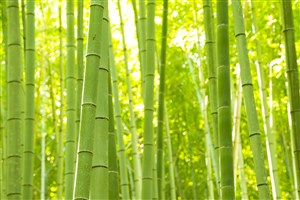 高清竹子风景图片