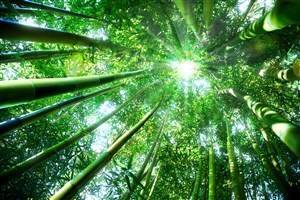 唯美竹子竹林风景图片