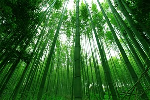 唯美高清竹子竹林风景图片