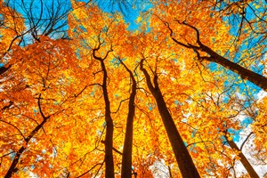 唯美秋天枫树林风景图片
