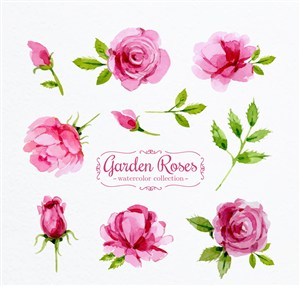 清新唯美水彩绘粉色花园玫瑰花枝叶枝条图案图标元素插画矢量素材