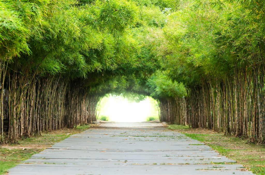 竹林拱门风景图片