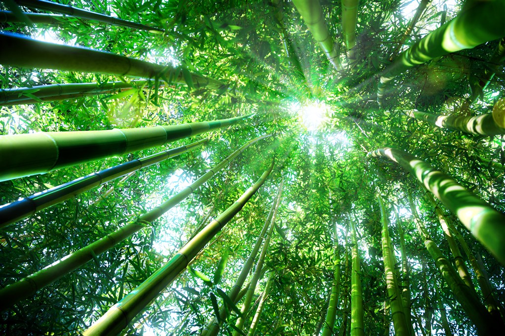 唯美竹子竹林风景图片