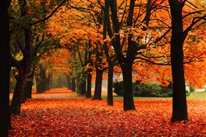 秋季落叶小路美景