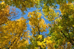 黄金树叶树枝风景画