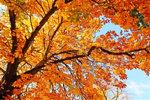 秋季枫叶树林大树风景画