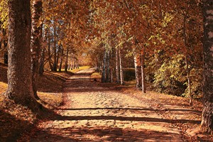 高清树林道路风景画