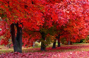 红色树叶高清风景画