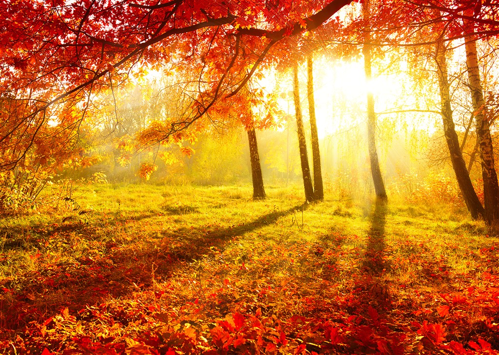 秋叶丛林树林风景画